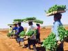 Compagnie Africaine des Tabacs Offre d’emploi