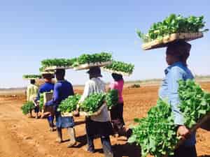 Compagnie Africaine des Tabacs Offre d’emploi