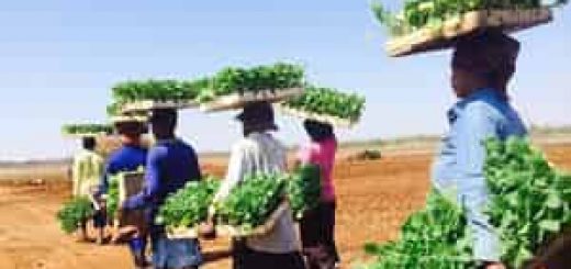 Compagnie Africaine des Tabacs Offre d’emploi