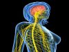 Le système nerveux et anatomie [définition et comparée]