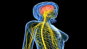 Le système nerveux et anatomie Les êtres vivants dotés d'un système nerveux sont nommés eumétazoaires