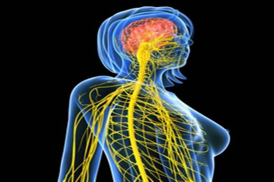 Le système nerveux et anatomie Les êtres vivants dotés d'un système nerveux sont nommés eumétazoaires