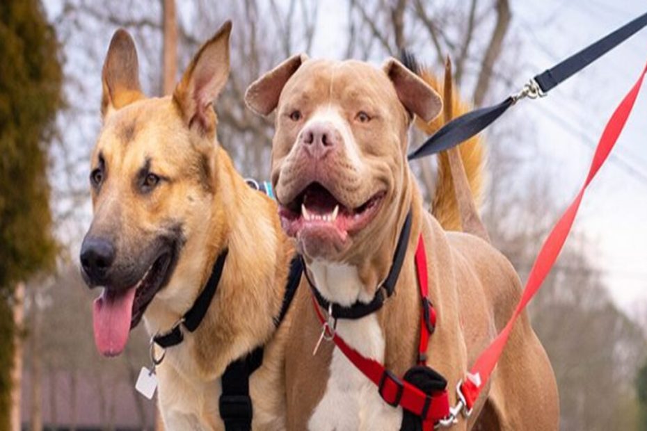 Do You Get Paid To Foster Dogs