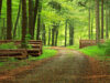 Answer To: Is Forest Products A Good Career Path?