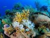 15 Universities For Marine Biology In Australia 2026